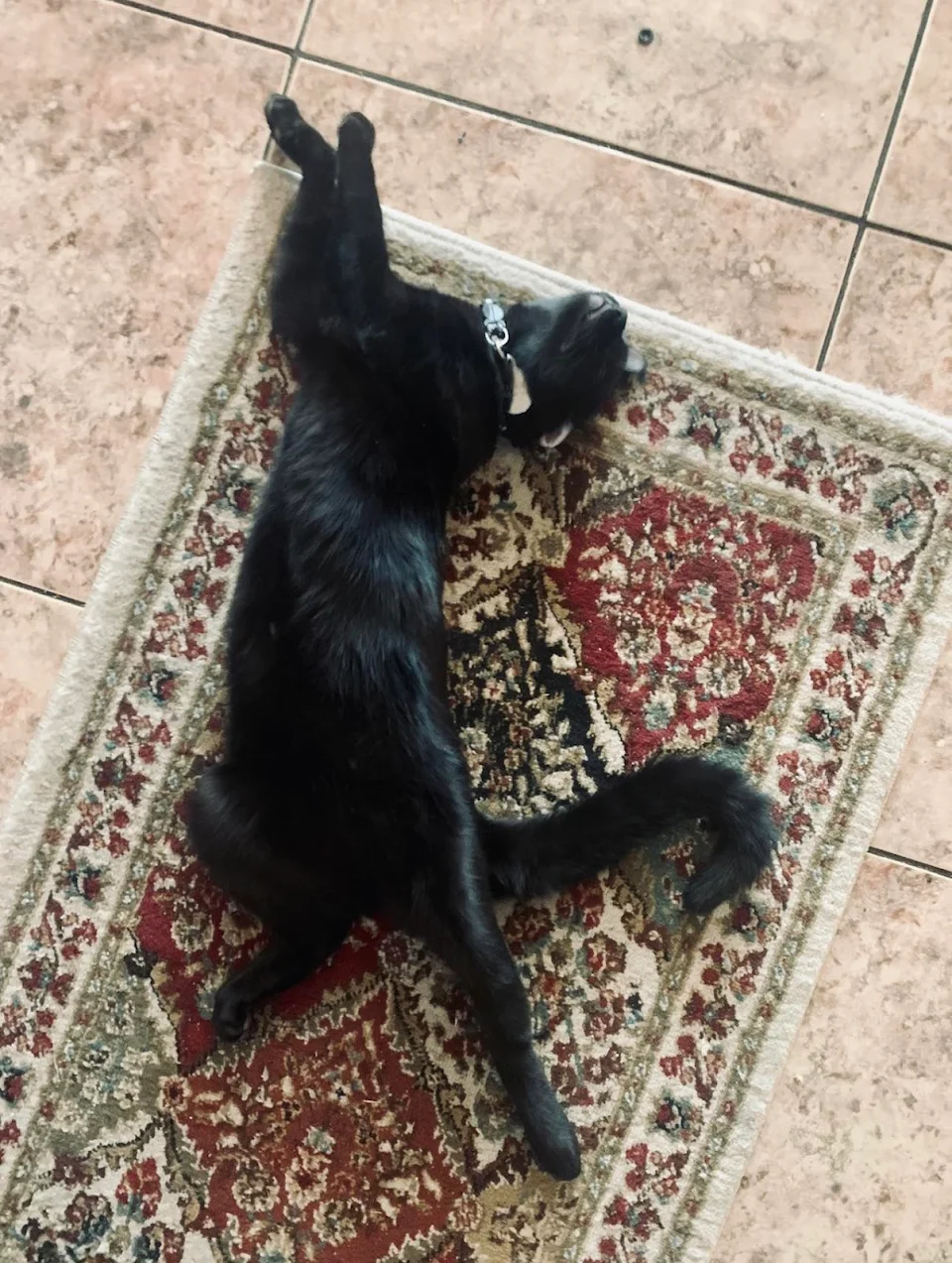 This cat stretching on a carpet