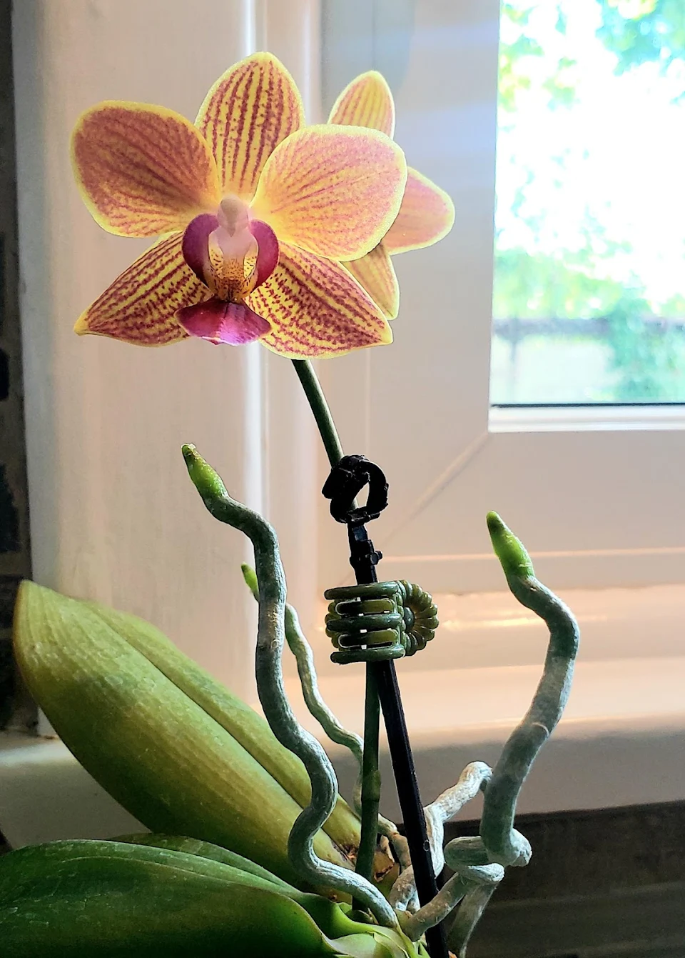 This is only the second time in 12 years this orchid has flowered.