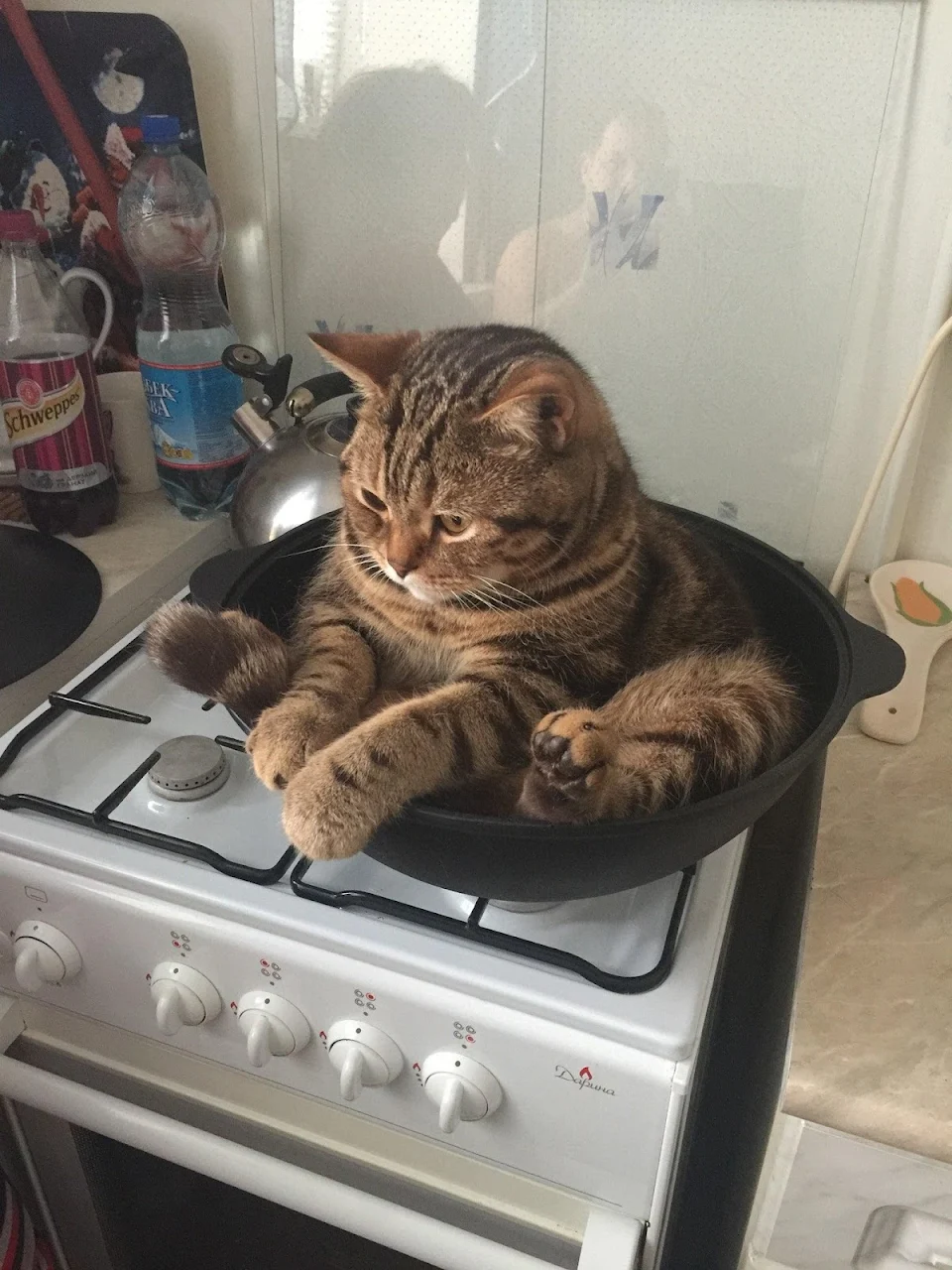 Cat in Pan (high quality version)