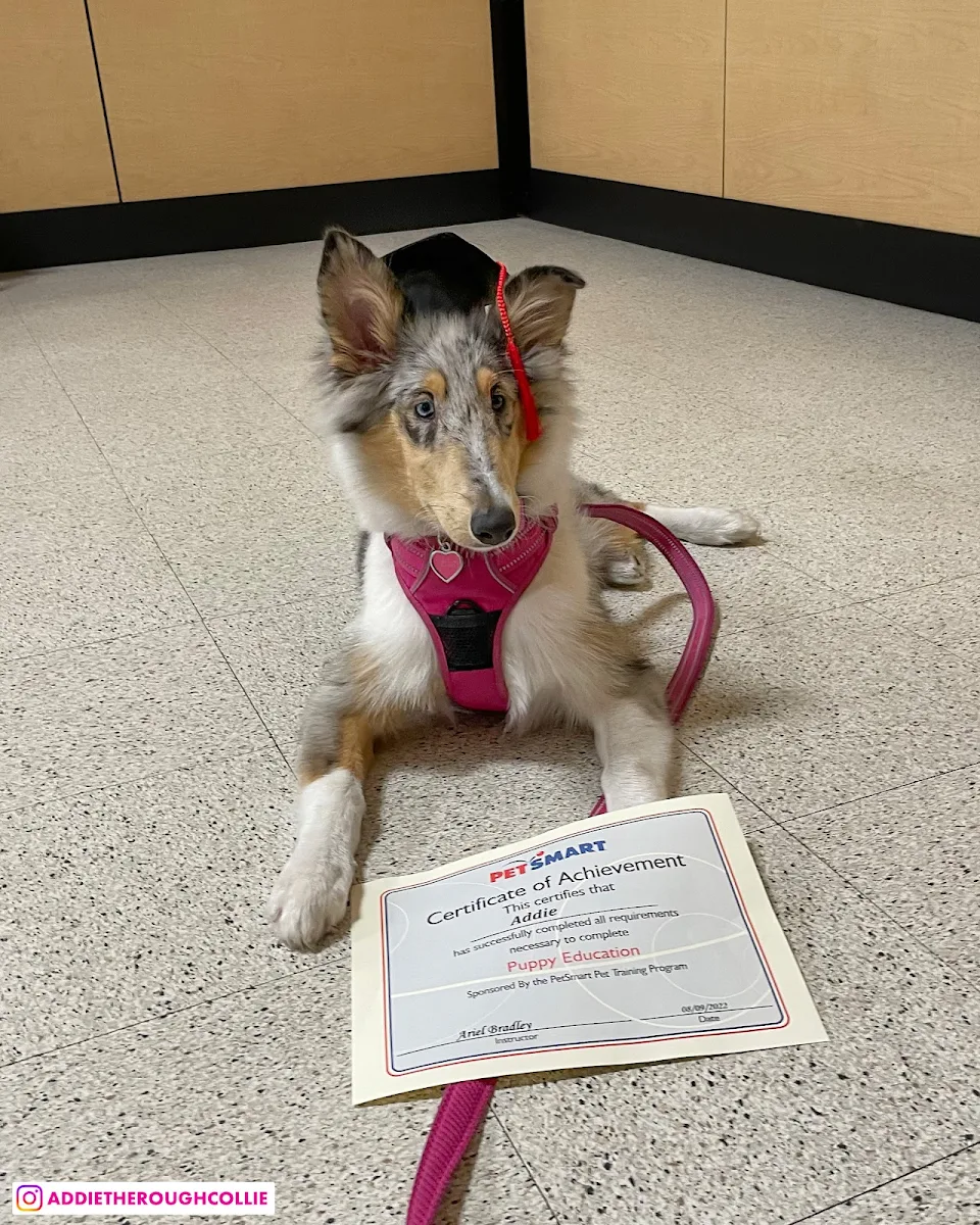 Our little girl graduated puppy class last night!