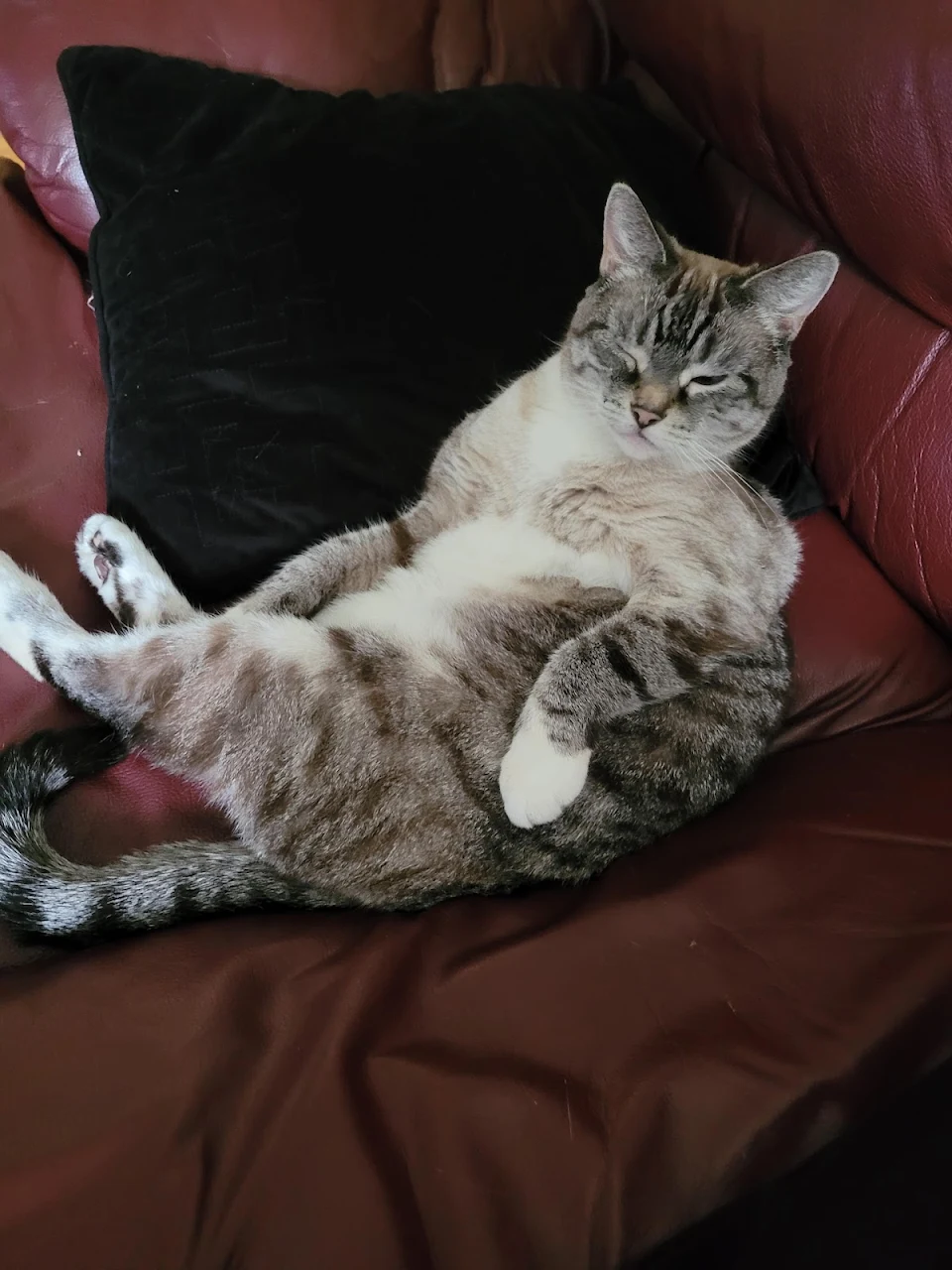 cat sitting on couch