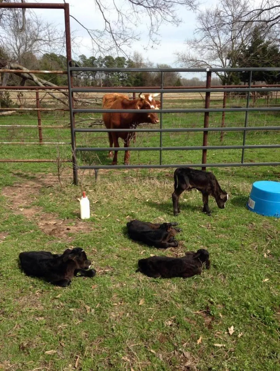 A cow gave birth to 4 calves and they were named Eeny, Meeny, Miny and Moo.