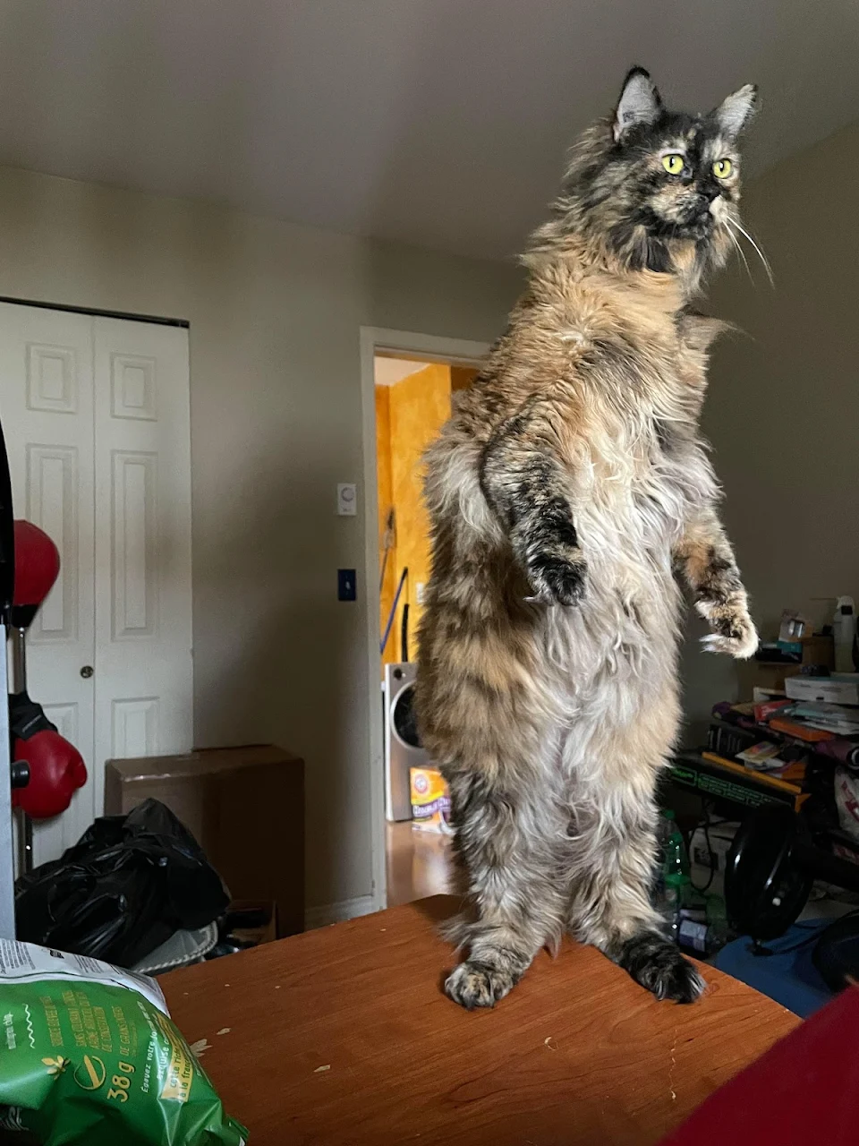 A cat fully standing up on its hind legs.