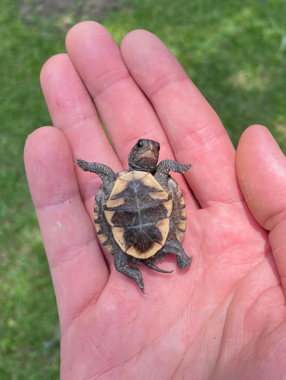 this tiny turtle upside down