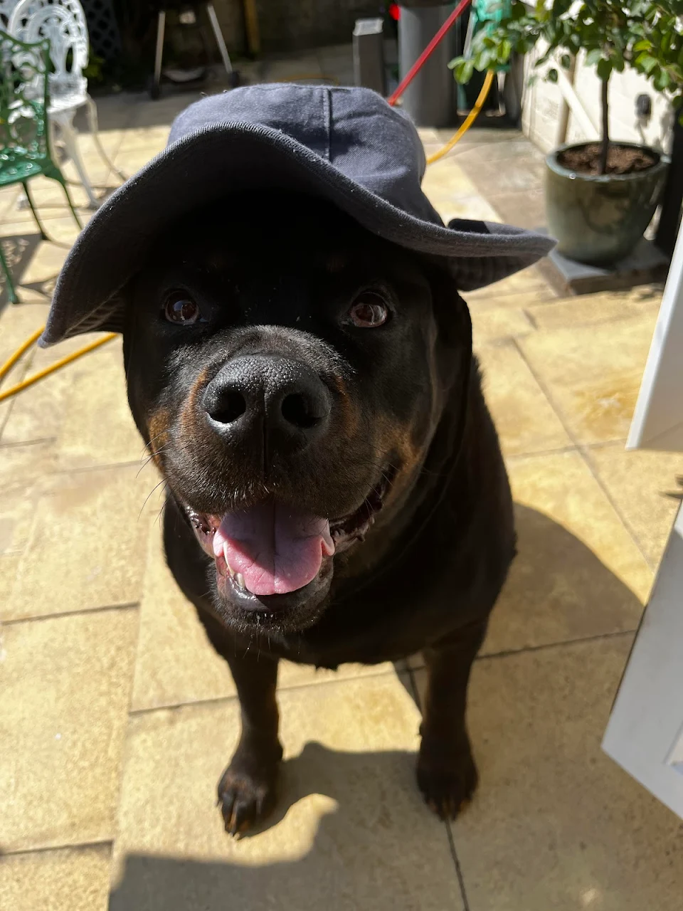 Kylo the soft rottie encourages you to wear a hat and wear sun cream in this hot weather