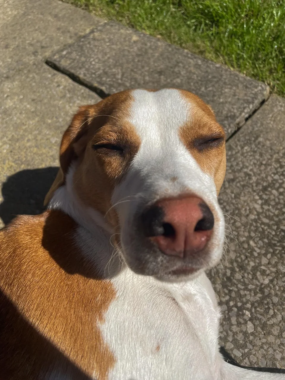 my boy gets very tired when it's sunny