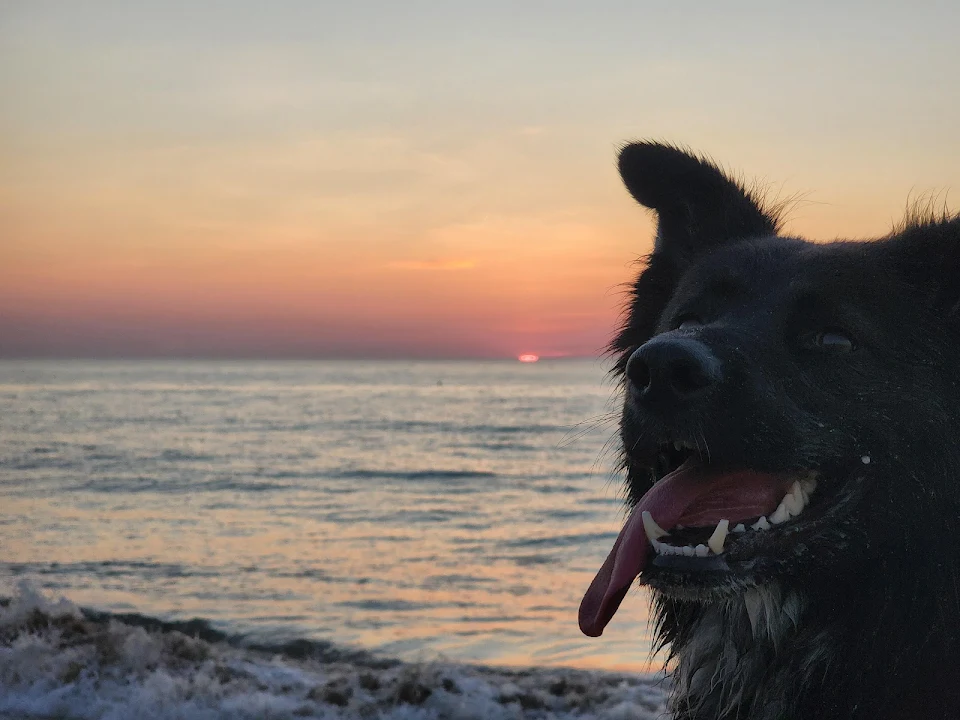 I think Charli likes to watch the sunrise at the beach even more than me