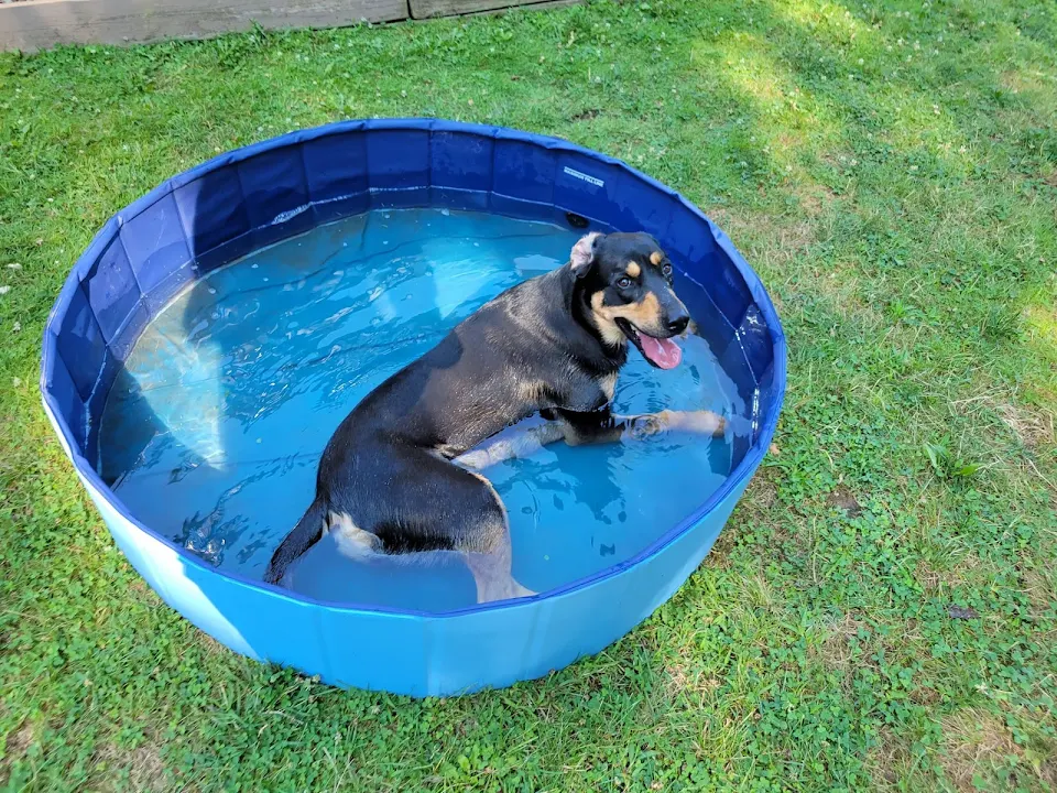 Bailey staying cool in the heat!