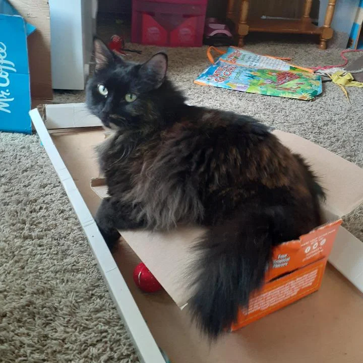 my cat in a small box thats inside a bigger box