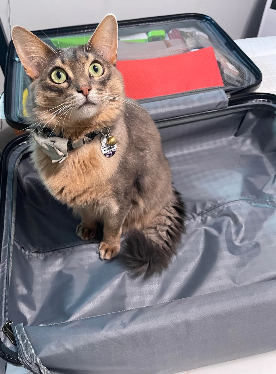 Winslow is concerned that I am not packing him on my trip 🧳