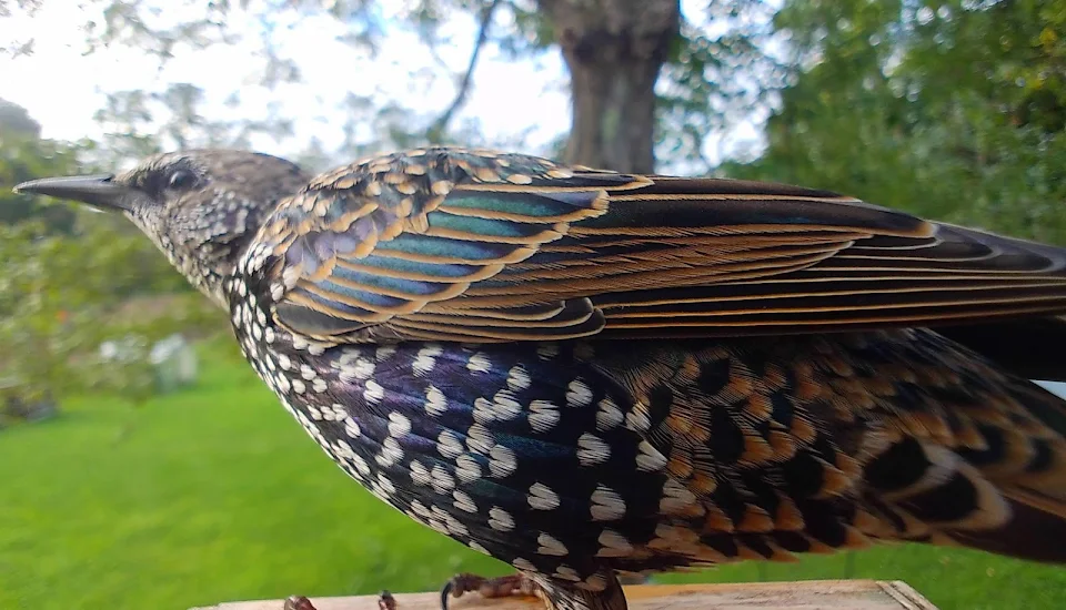 A Common Starling with amazing feathers