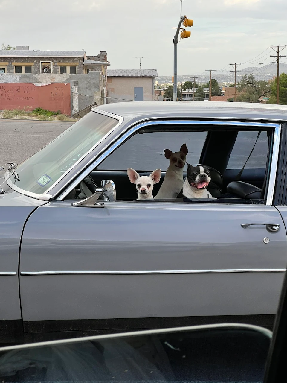 These good doggos at the gas station