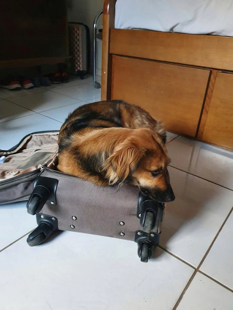 I came from travel today and my dog lay down on my bag