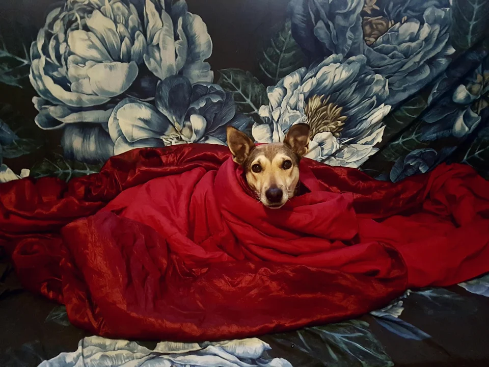 Tucking in my cousin's dog made it look like a painting.