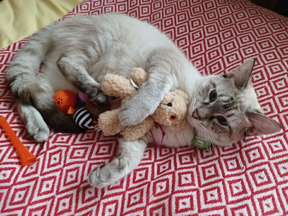 Got him a teddy bear at a thrift store and he seems to be in love ♥︎