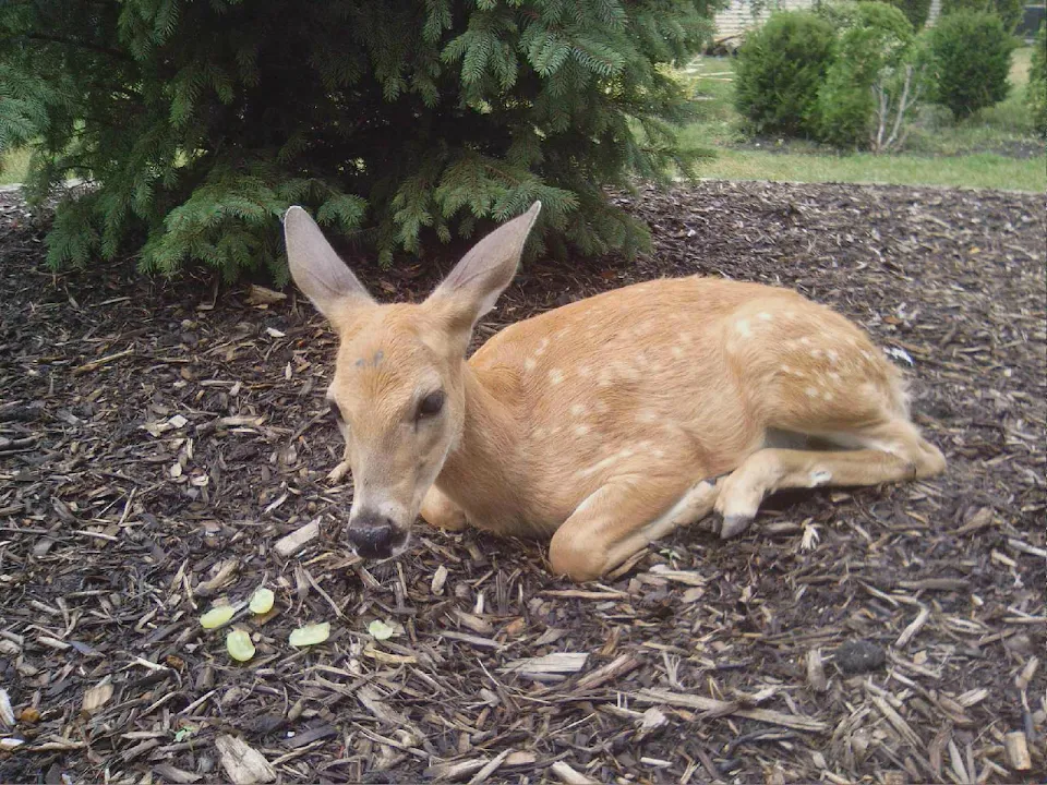 A baby deer in our back yard