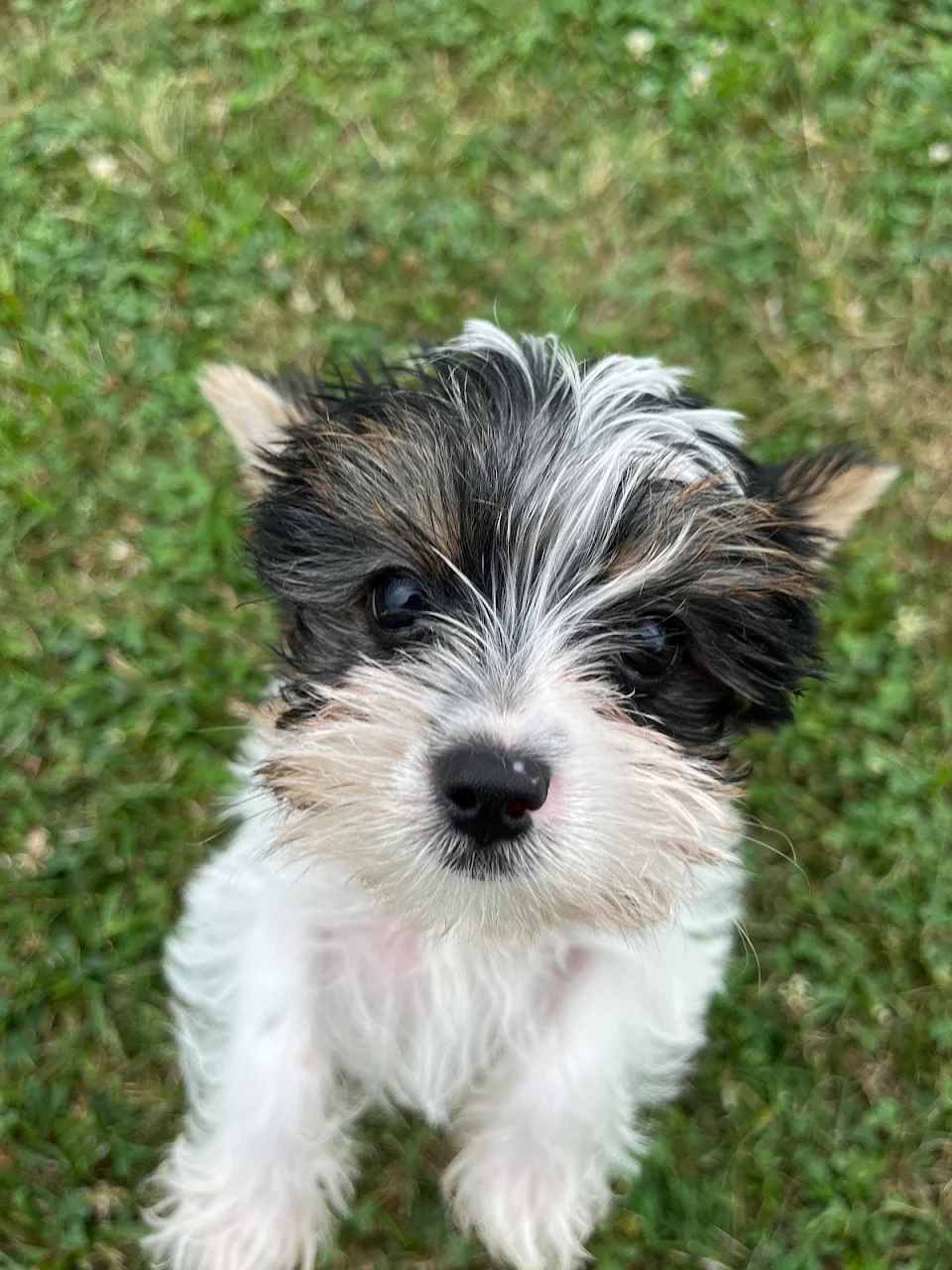 Mom’s new puppy, meet Bruiser.