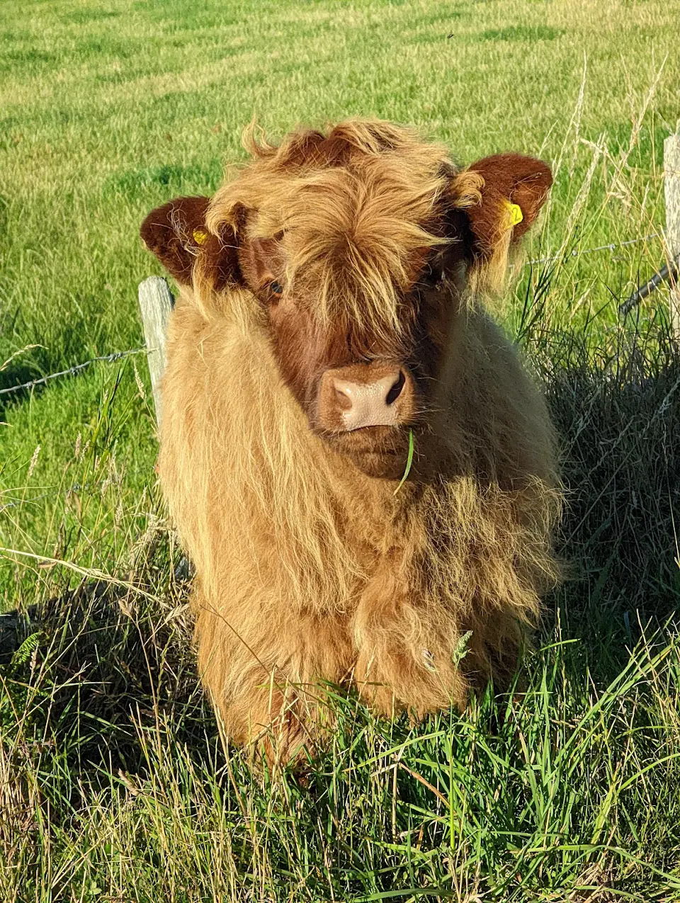 Highland Calf with hair to die for!