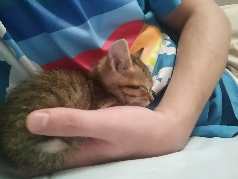 The kitty we found in the street fell asleep on my hand