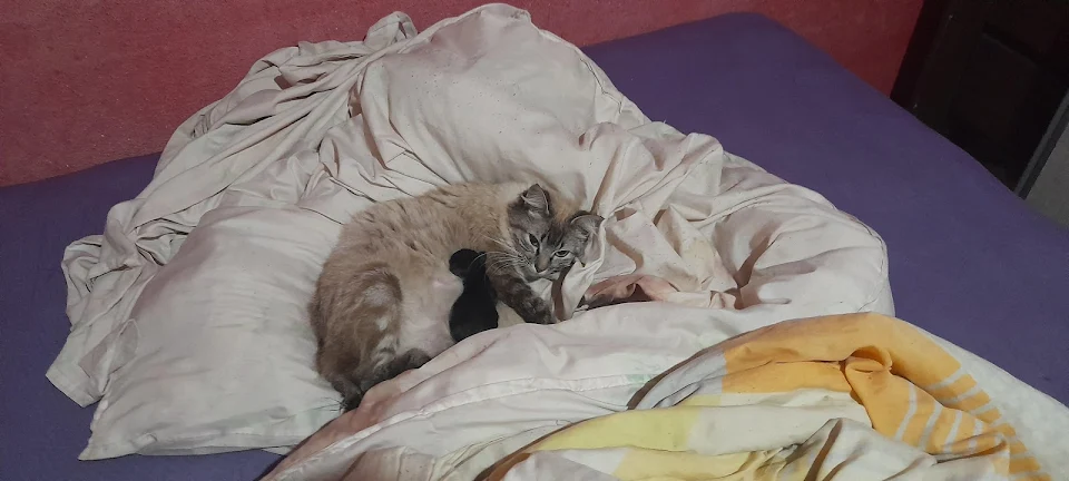 My cat just gave birth to three kittens, sacrificed a blanket for it but nothing a wash cant save!