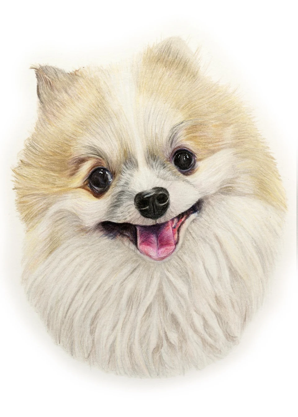 Sharing a colored pencil drawing of Haley, 2/9 Pomeranians we did for a client 😊