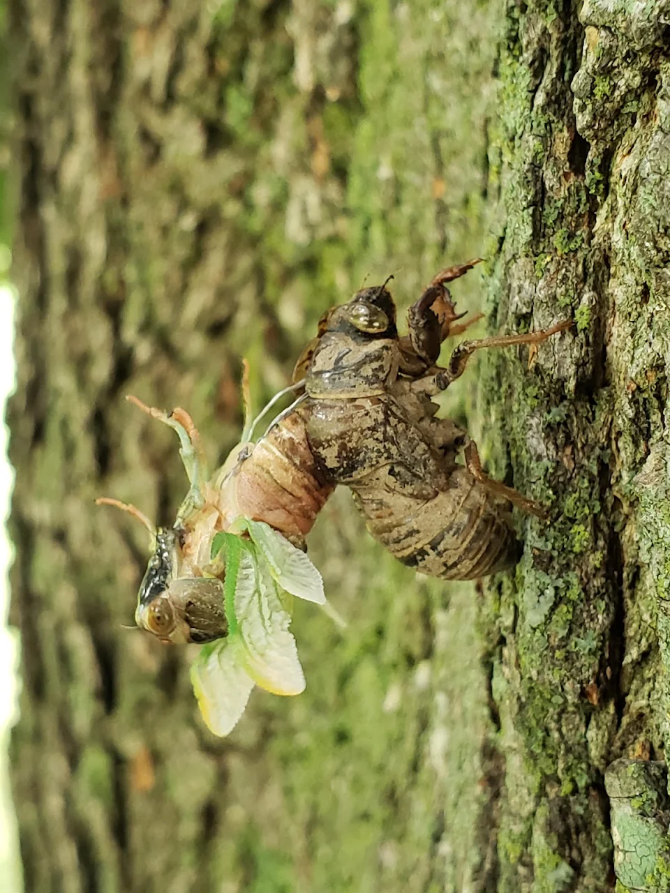 Came across this cicada molting on a tree while my son was searching for cicada shells.