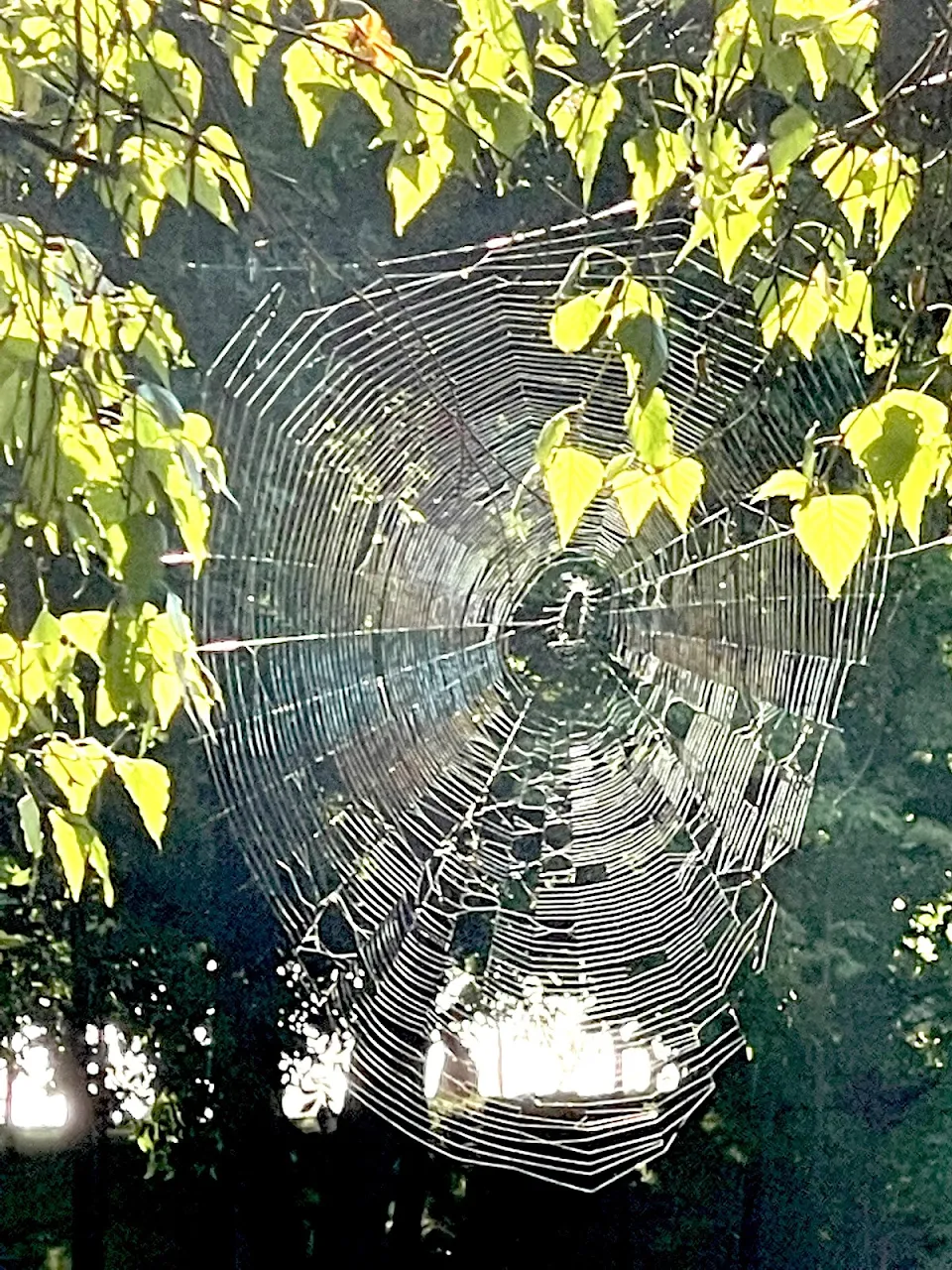 Well done Spider! You ate like royalty last night with a web like that!