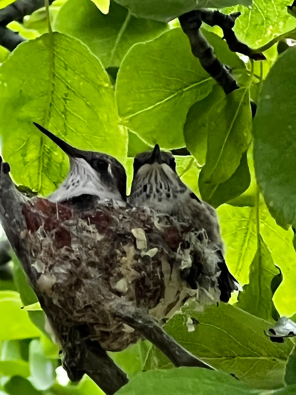 These guys decided to build a nest right outside my window.