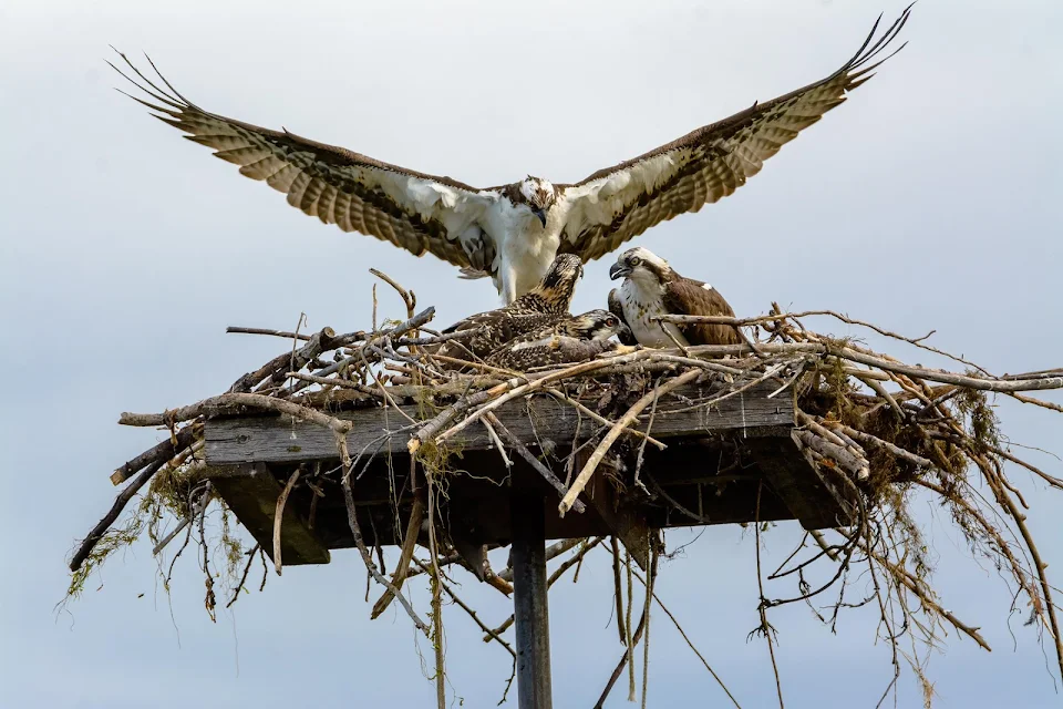 Osprey family in their nest - Kelowna, Canada