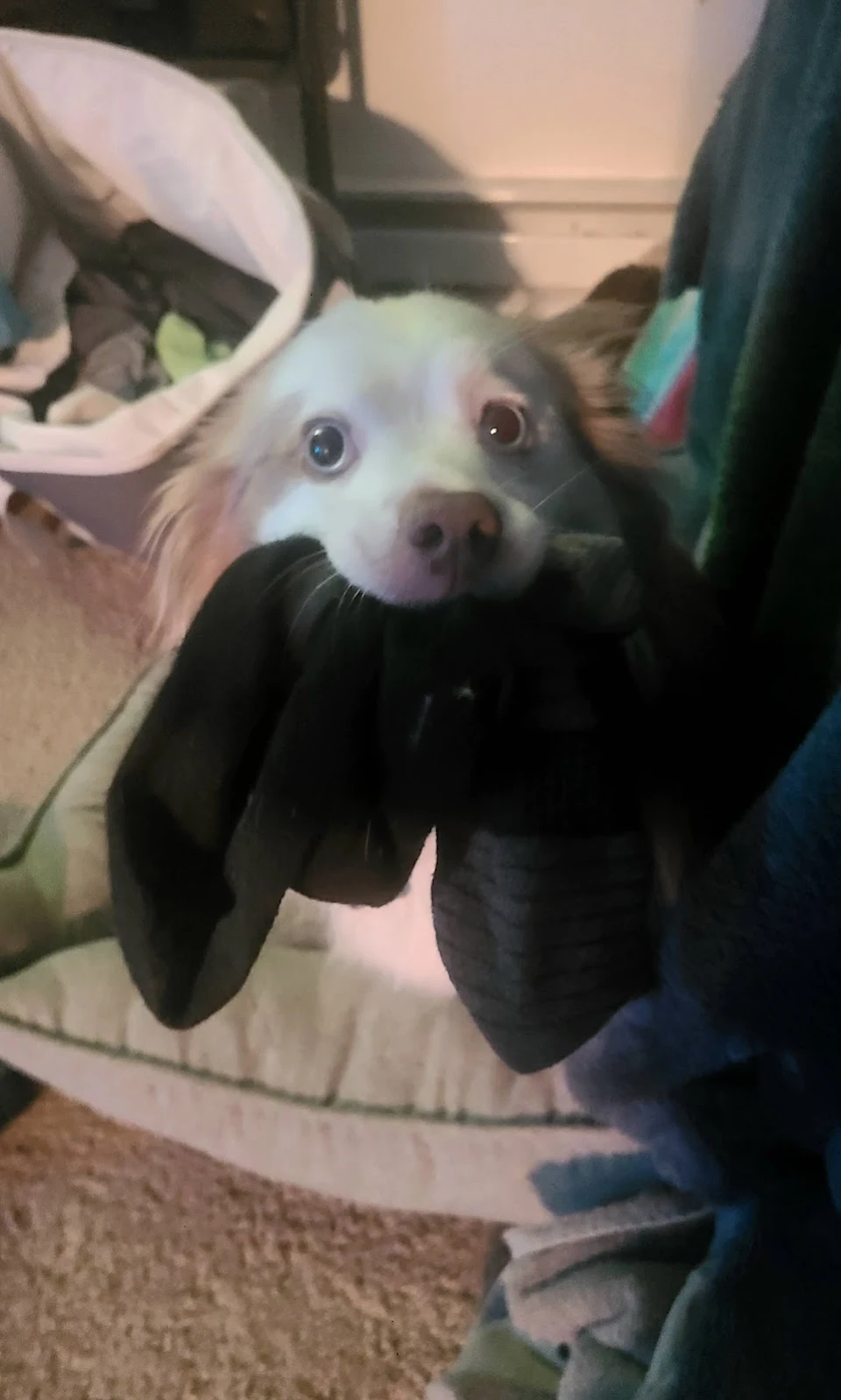 my dog loves to steal every sock he can find and play keepaway. Makes this face every time