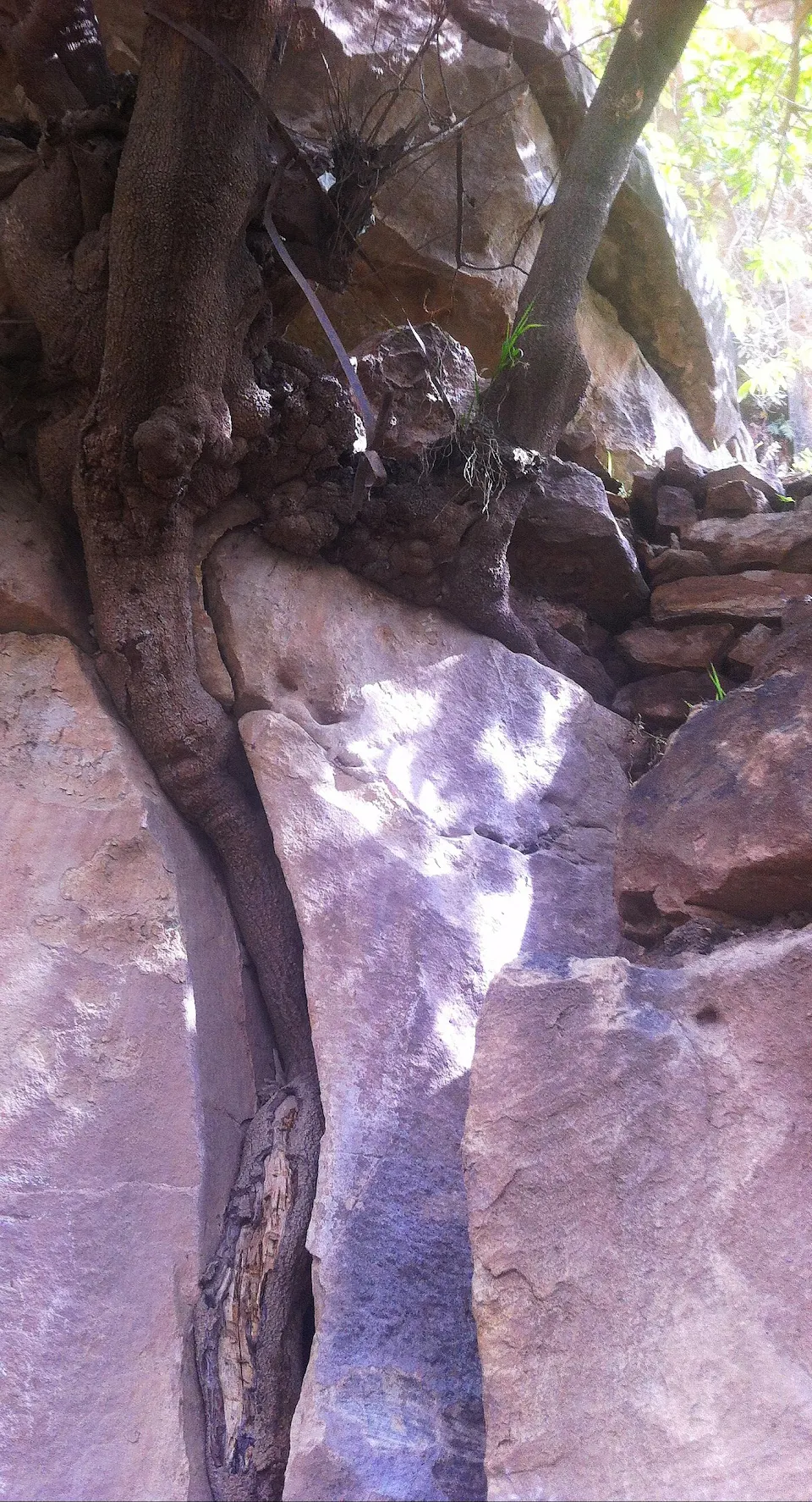 A tree through a rock