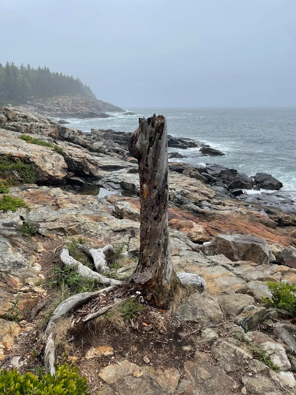 Acadia National Park, ME. I call it “Life and Death”