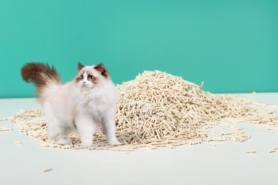 What do people pay attention to when choosing cat litter? What is the most important reason for you to choose a litter ?