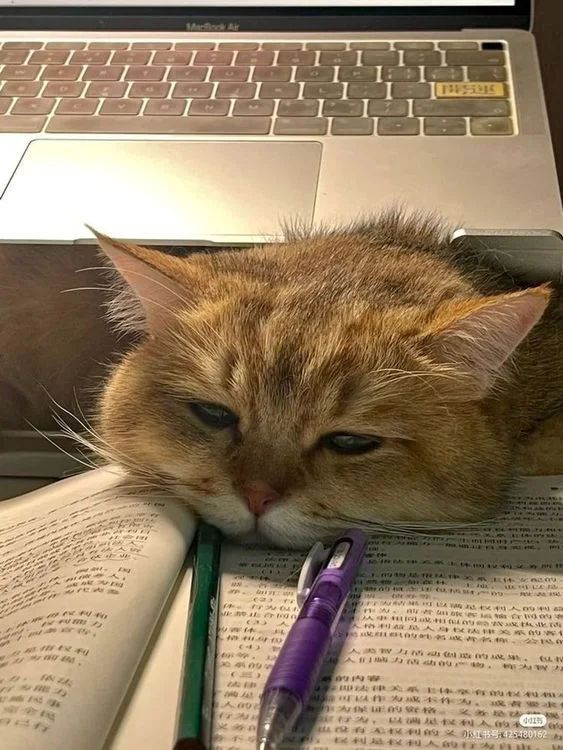My cat can't study 🥺