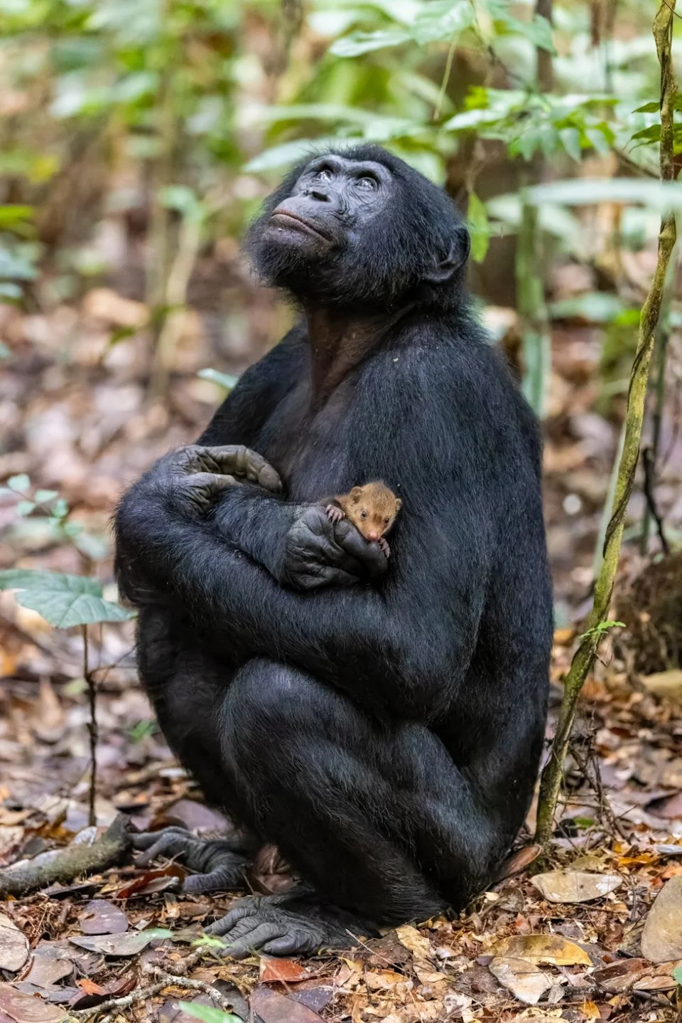 The bonobo and the mongoose