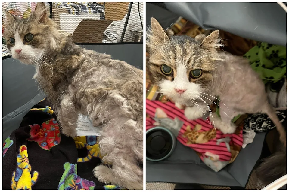 Before and after of the 18 year old extremely neglected, matted cat I rescued 4 days ago!!! He is sooo happy now!