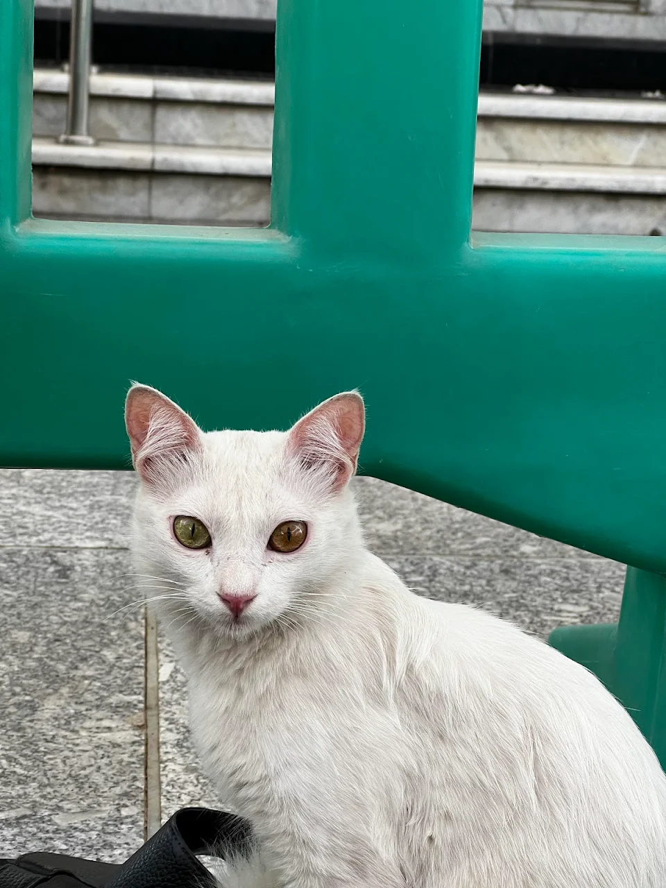 Saw a heterochromic cat the other day