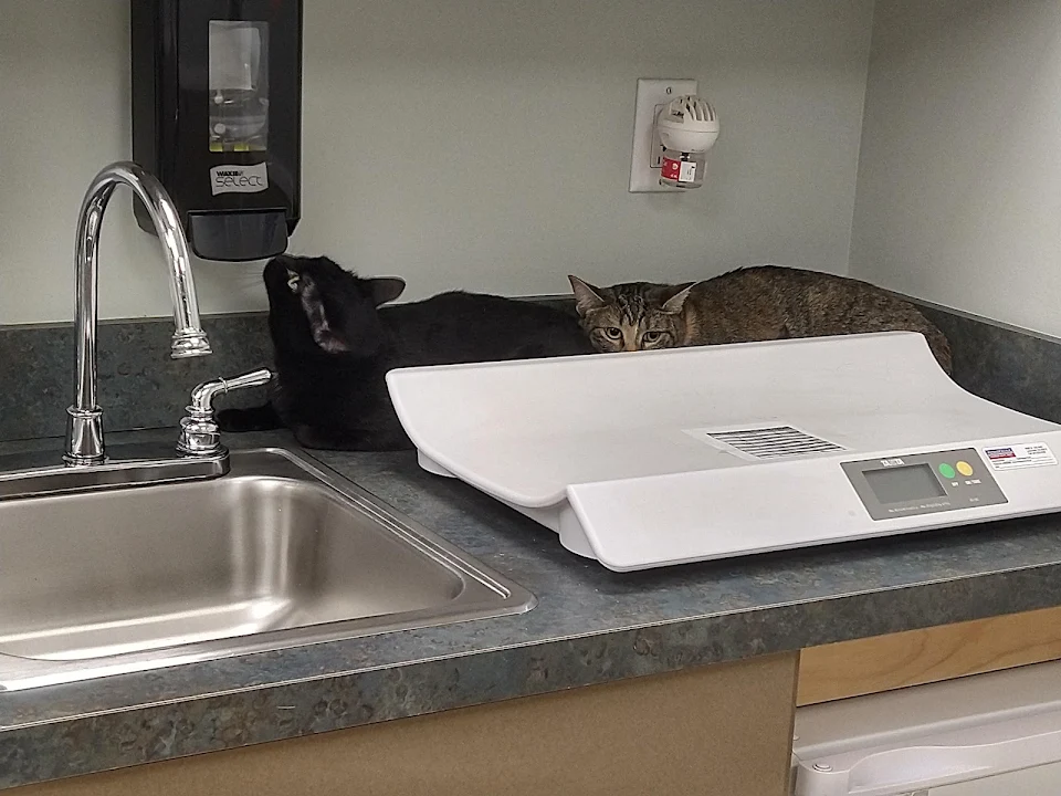 Poor babies are in for their annual vaccinations and checkups, and they're not thrilled.