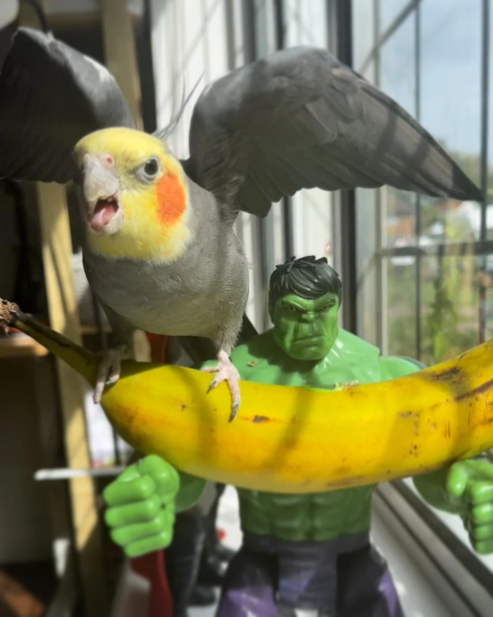 Cockatiel standing on a banana held by Hulk