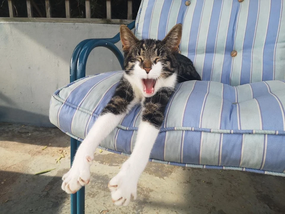This yawning cat