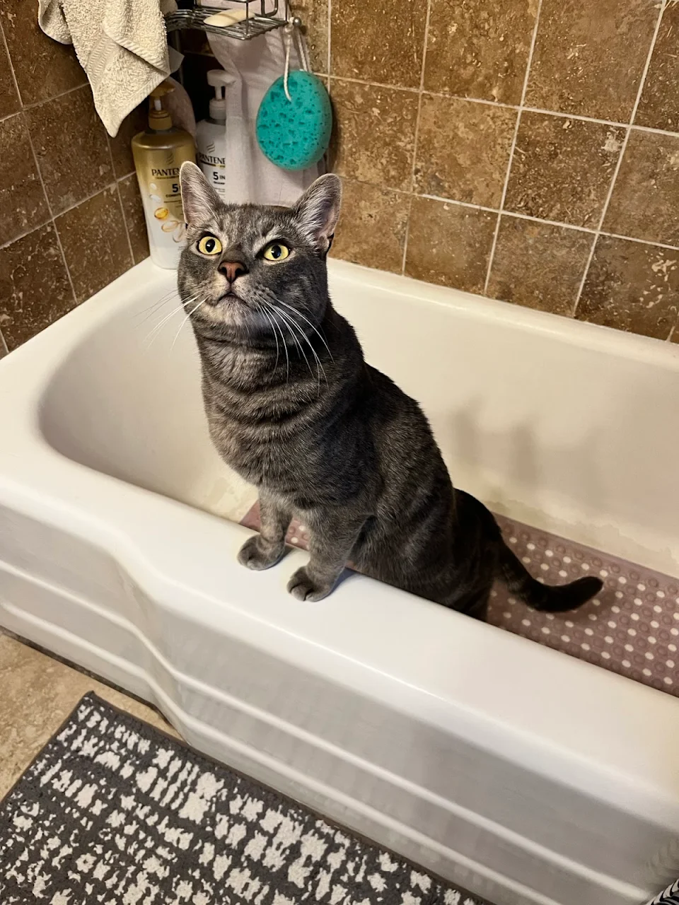 Cat Tub