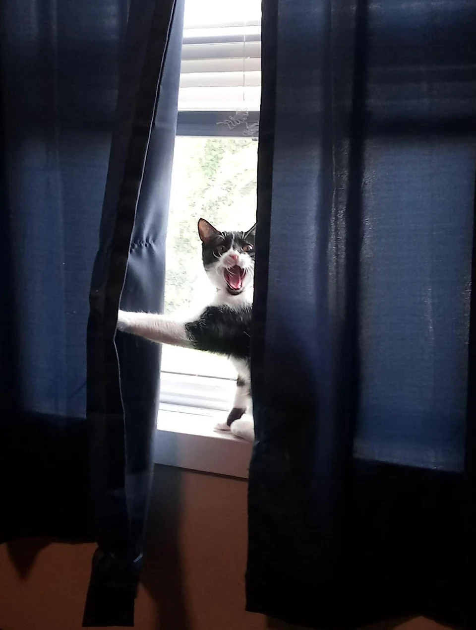 This cat in the window