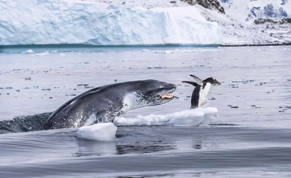 Lion seal chasing penguin