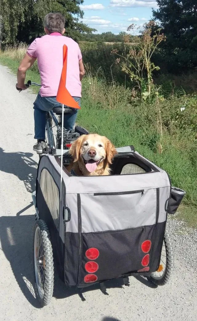 My parents go my dog a place to sit in during bike rides. He absolutely loves it.