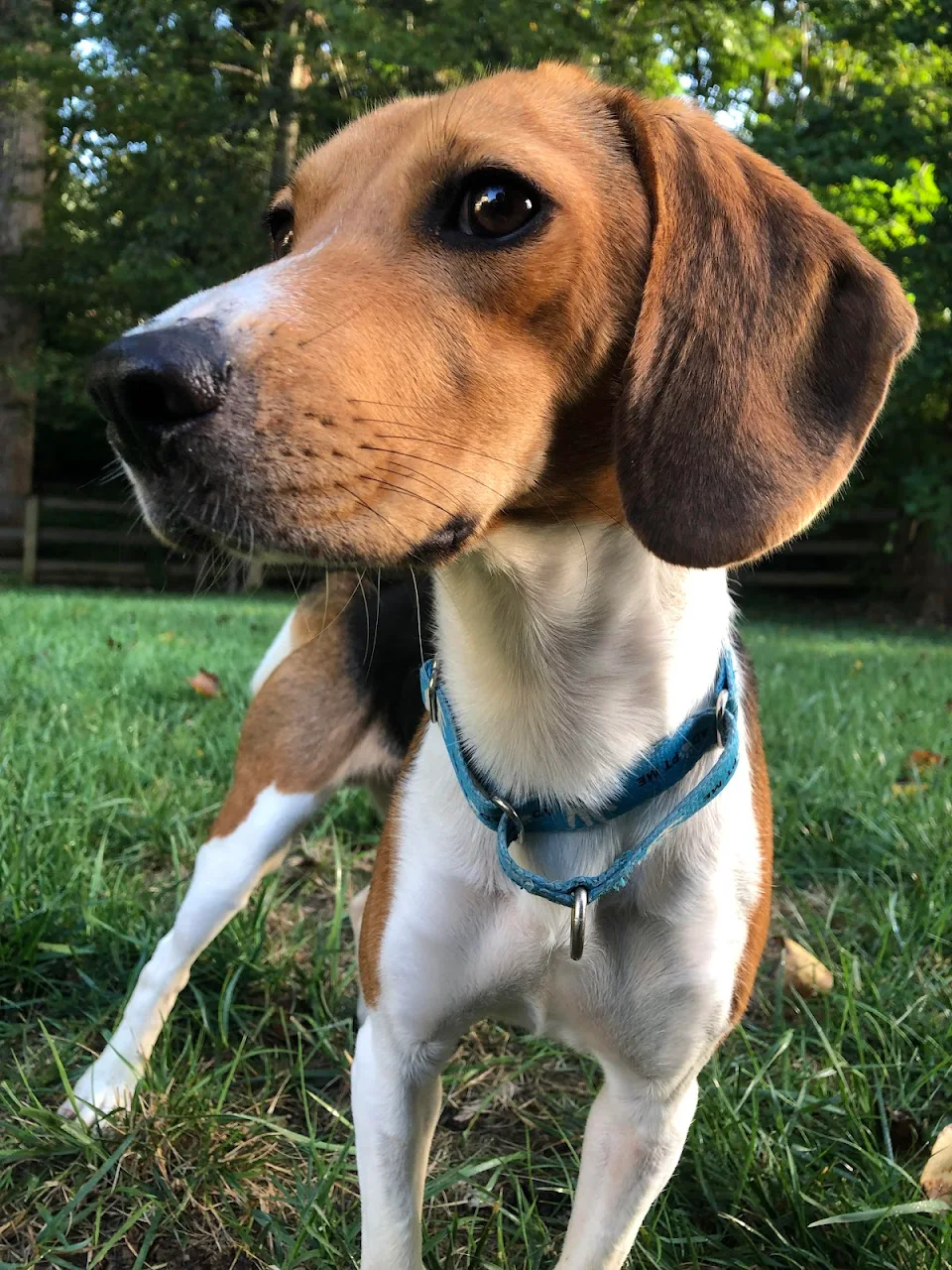 Todd is my foster and 1 of 4000 Envigo beagles. He’s learning about love and playtime and he’s the best boy.