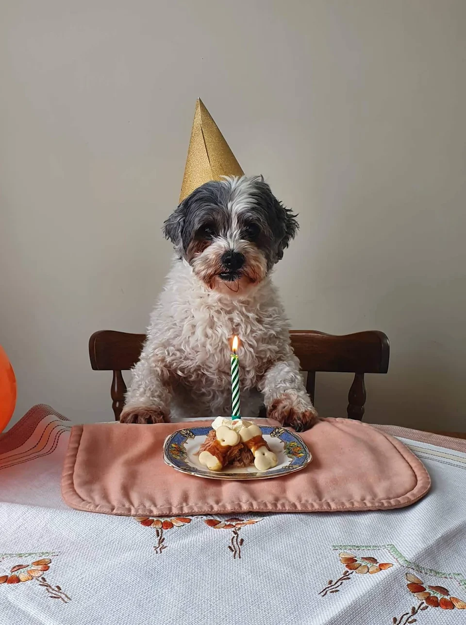 My parents dog, now an old man celebrating his 15th birthday.