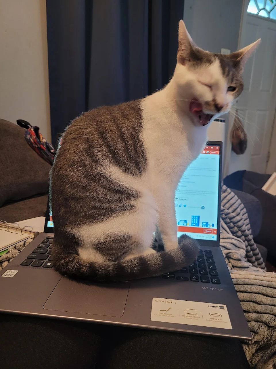 no work for you hooman