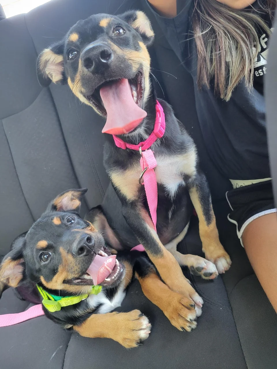 Went to the shelter to convince myself we didn't need another dog. Ended up going home with two
