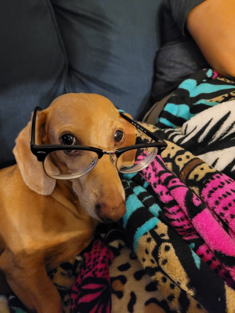 Dachshund with glasses