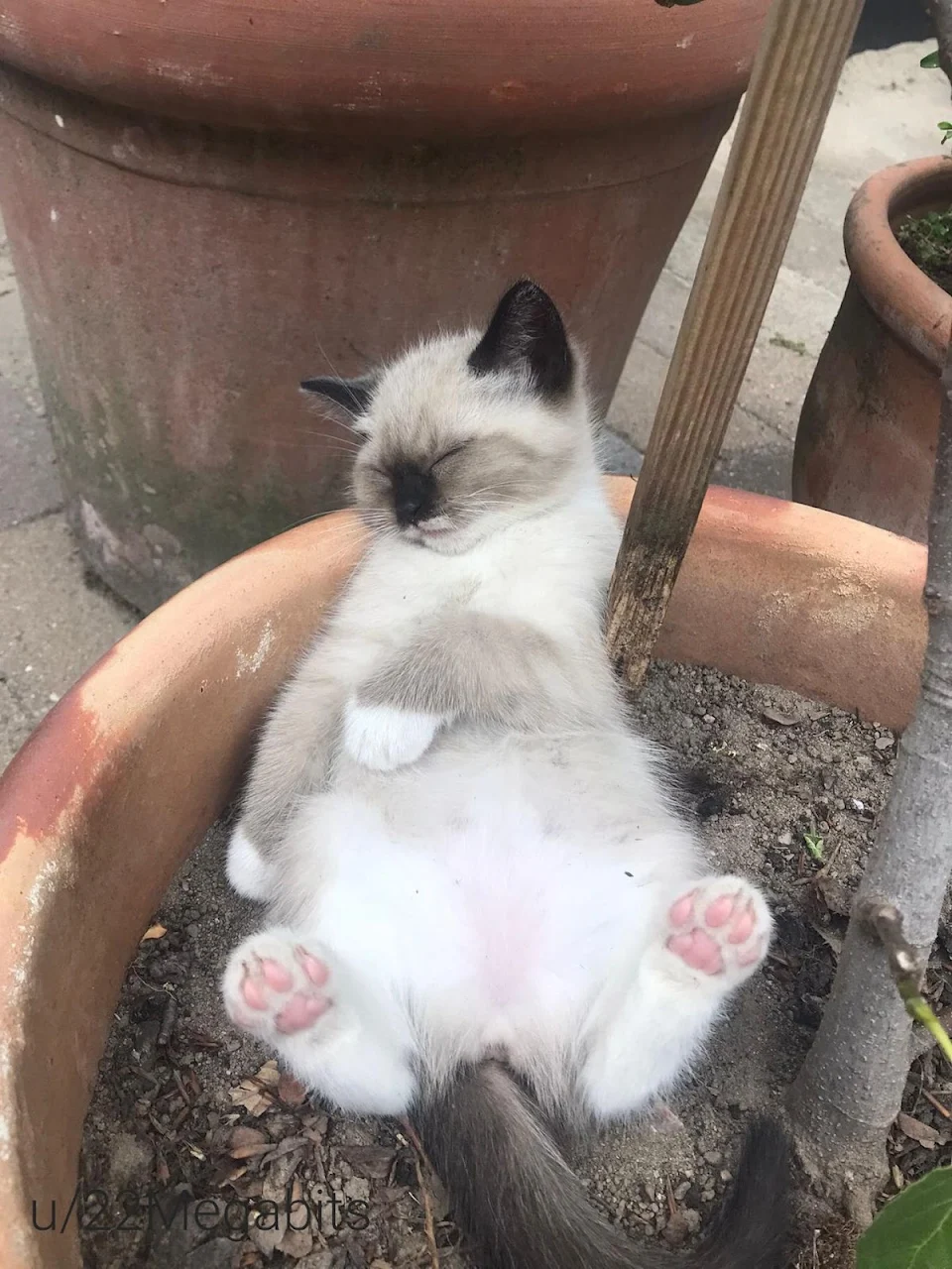 She fell asleep in the flowerpot ❤️